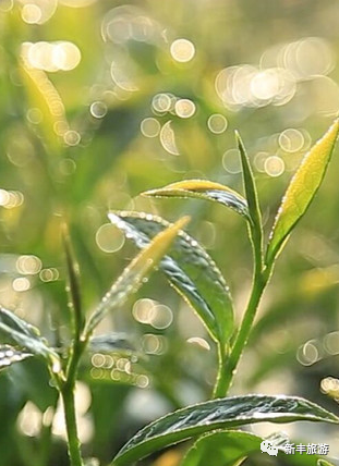 茶芽.jpg 图片