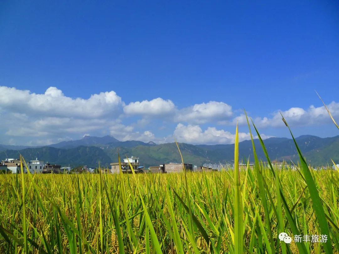 丰收的田园.jpg 图片