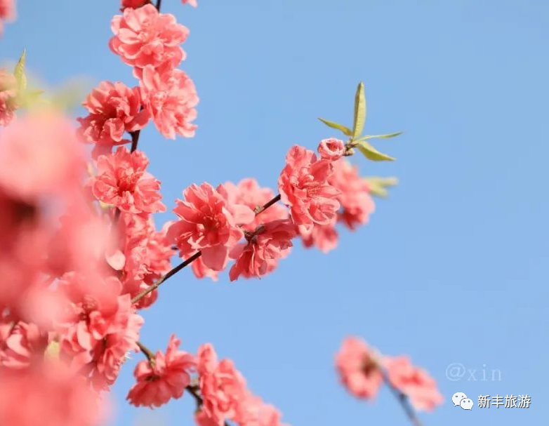 桃花岛--心宇 (27).jpg 图片