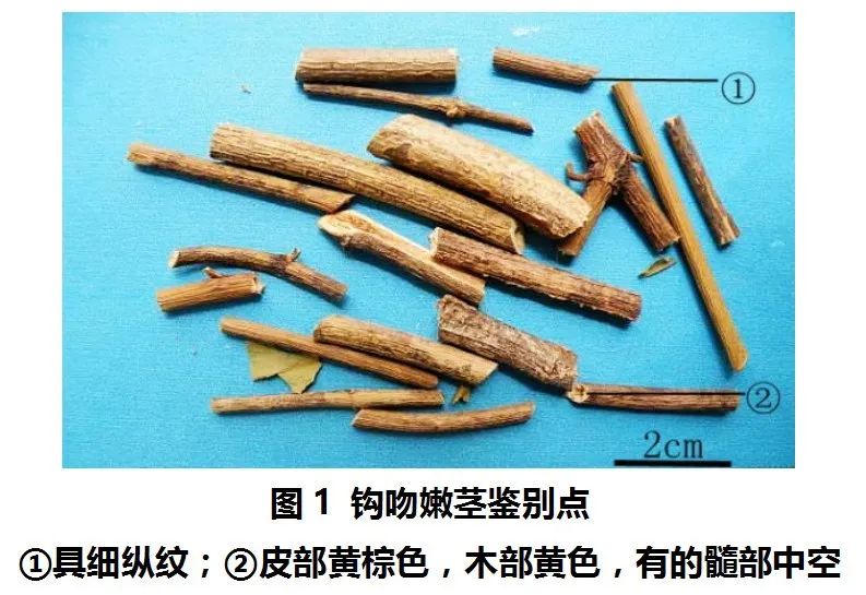 钩吻的花蕾和花都是黄色,叶片两面手感光滑,像有一层蜡.观其花和叶如