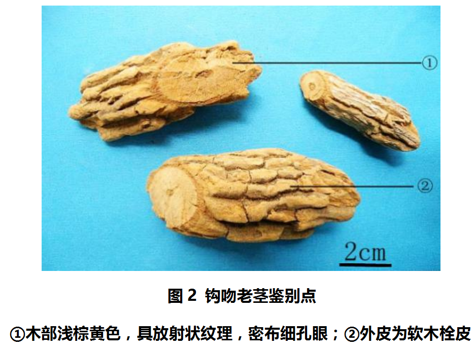 钩吻的花蕾和花都是黄色,叶片两面手感光滑,像有一层蜡.观其花和叶如