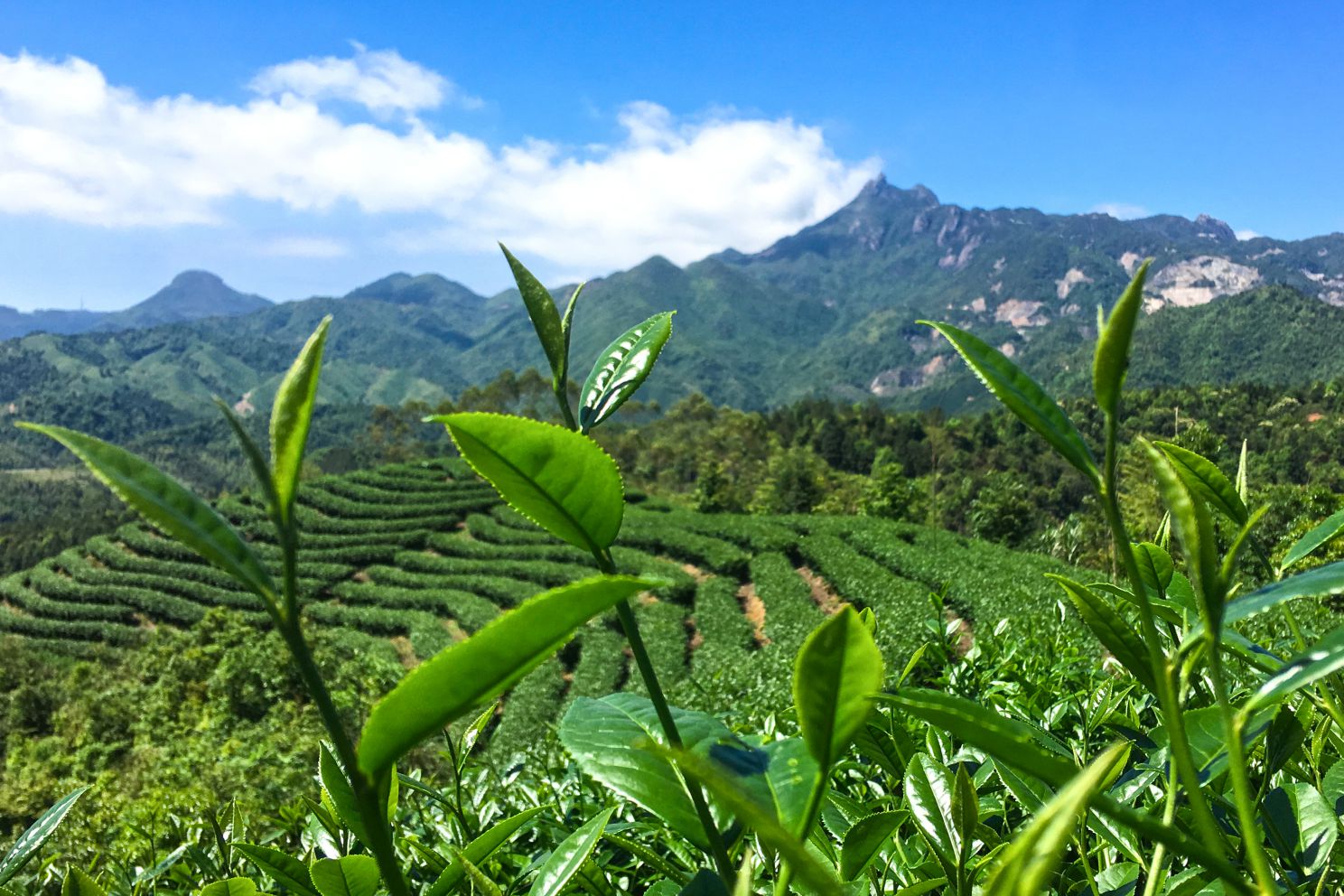 夏季避暑茶旅线路:广东新丰-高山有机茶园之旅