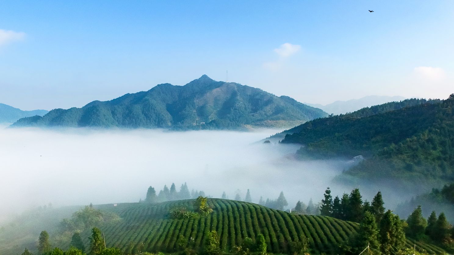 夏季避暑茶旅线路:广东新丰-高山有机茶园之旅