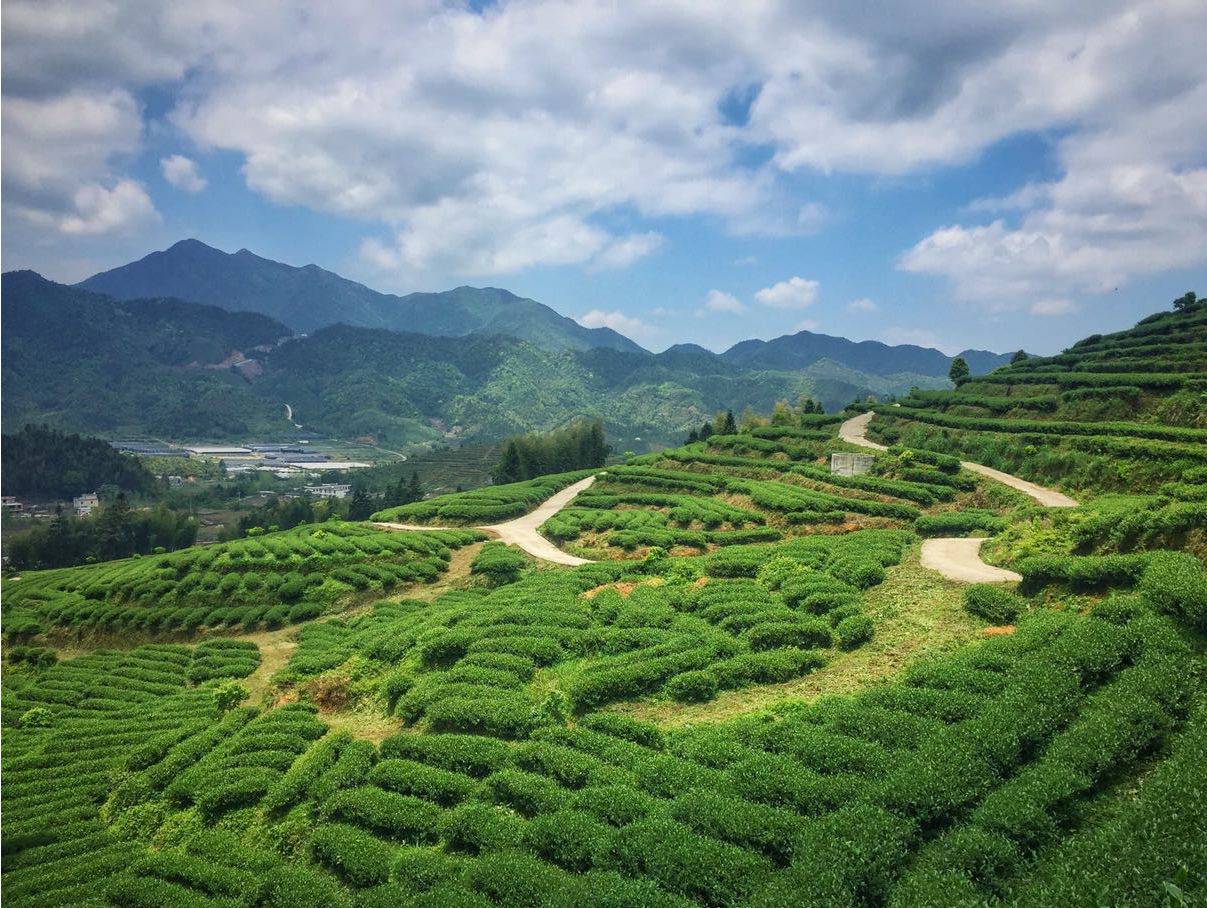 夏季避暑茶旅线路:广东新丰-高山有机茶园之旅