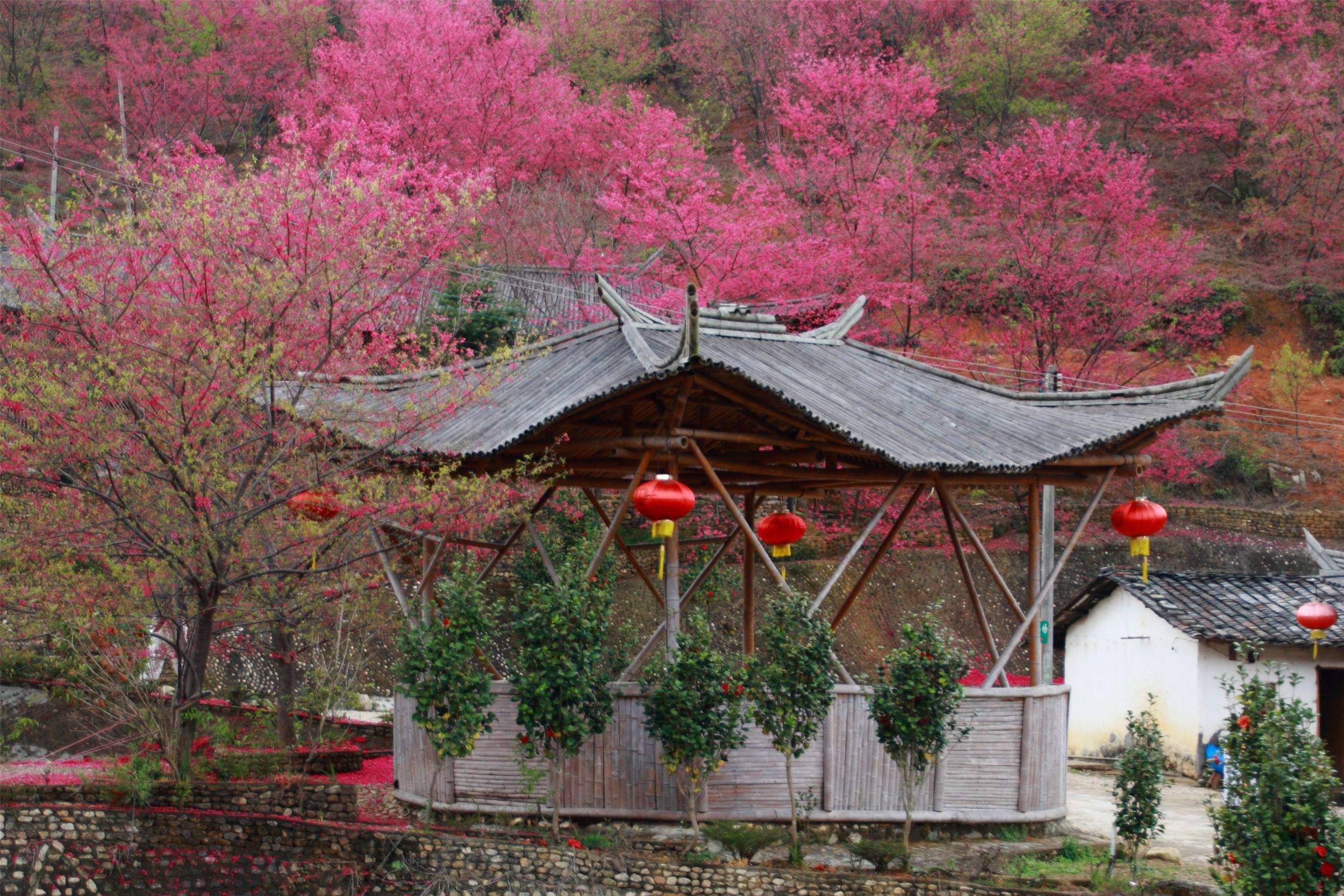 韶关樱花峪图片