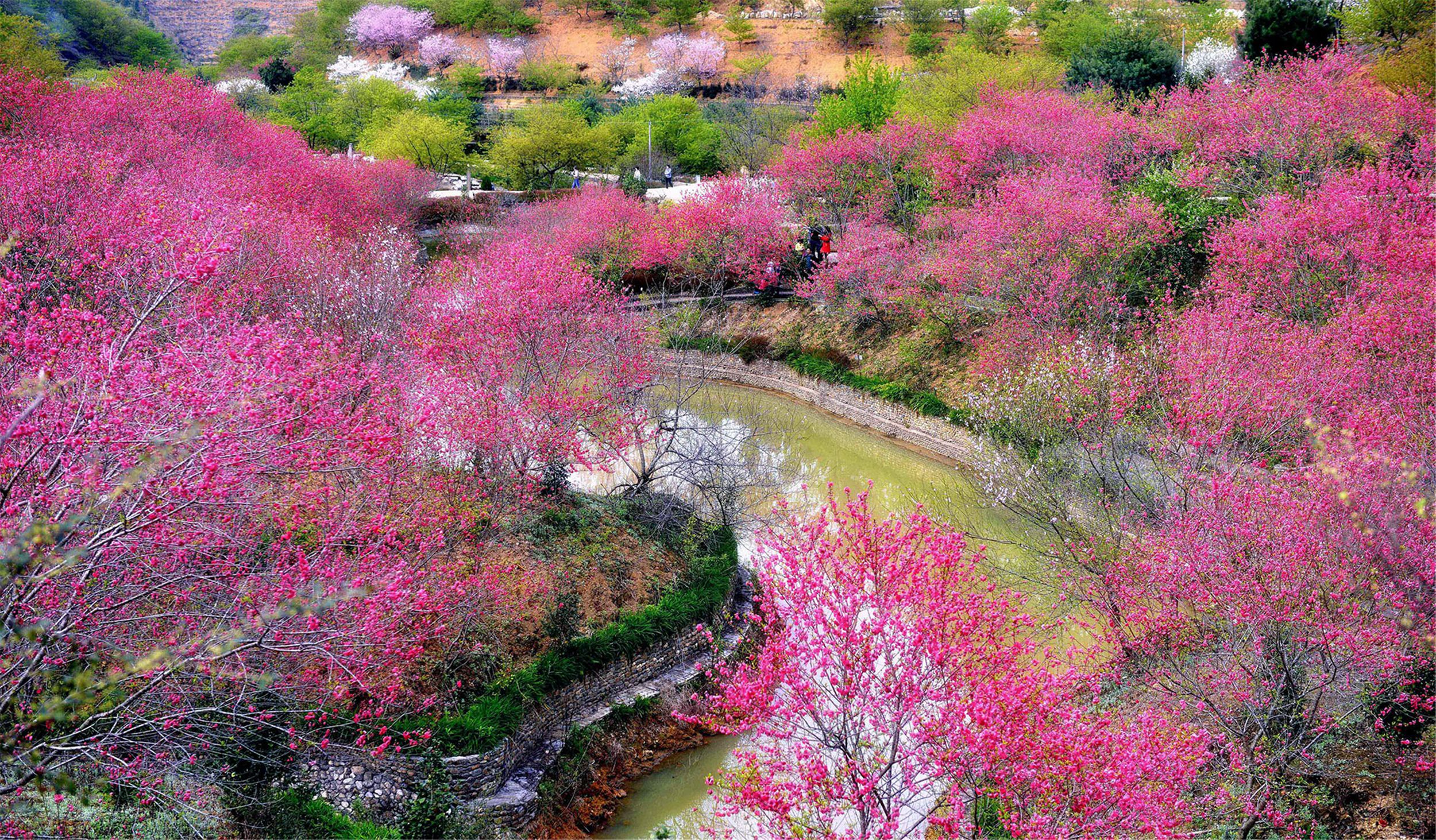 韶关新丰樱花峪花期图片