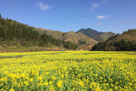 营盘油菜花