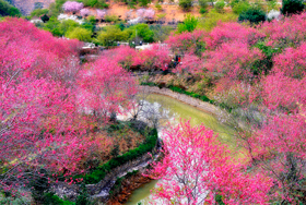 樱花峪红遍山野